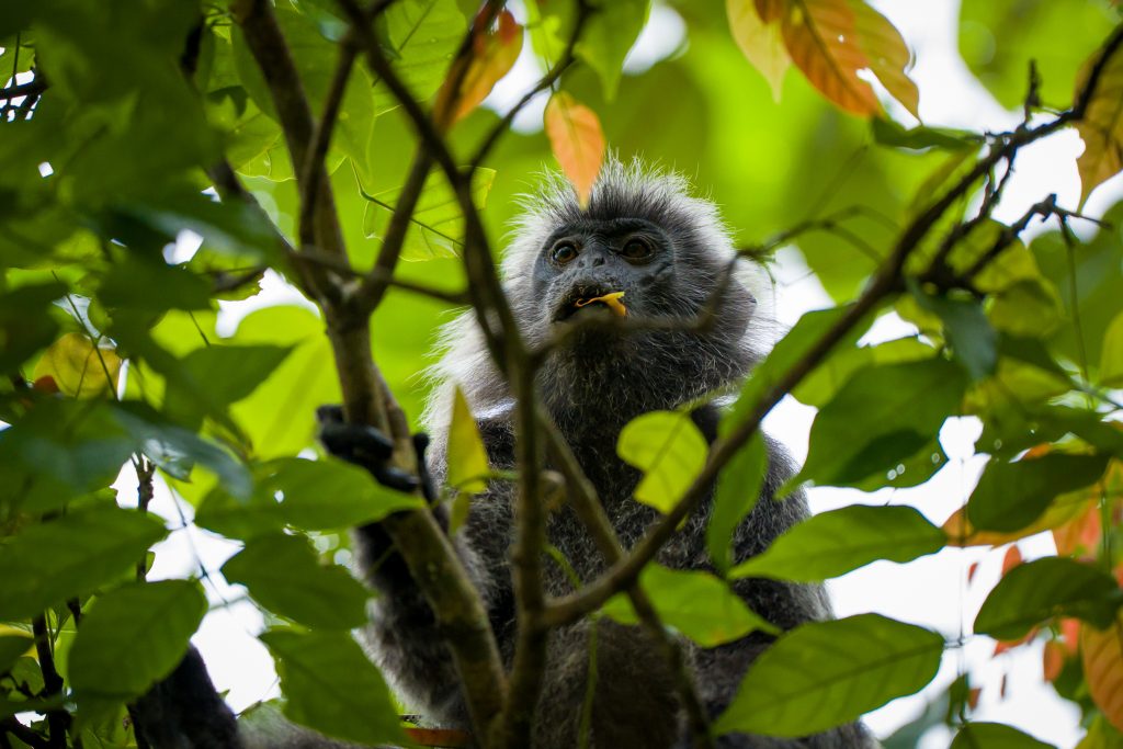Wildlife in Bako National Park