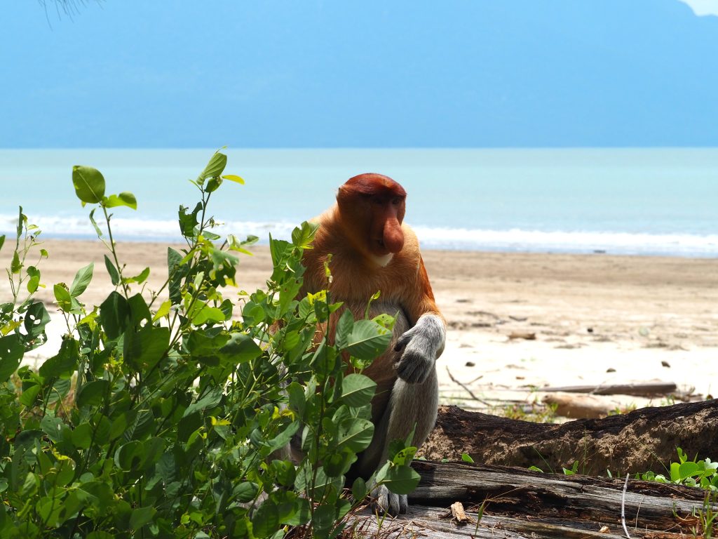 Proboscis Monkey on the Beach of Bako National Park
